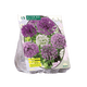 Simegarden Allium mix viola e bianco 15 / Da Settembre a Dicembre