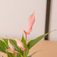 Simegarden Baby Anthurium lilli