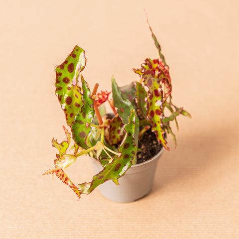 Simegarden Baby Begonia amphioxus