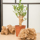 simegarden Baobab albero 17cm / 35-45cm