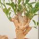 simegarden Baobab albero 17cm / 35-45cm