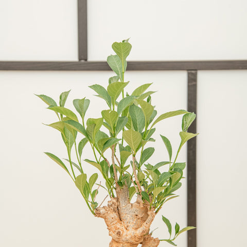 simegarden Baobab albero 17cm / 35-45cm