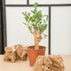 simegarden Baobab albero 17cm / 35-45cm