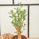 simegarden Baobab albero 17cm / 35-45cm