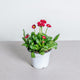 Simegarden Bellis perennis