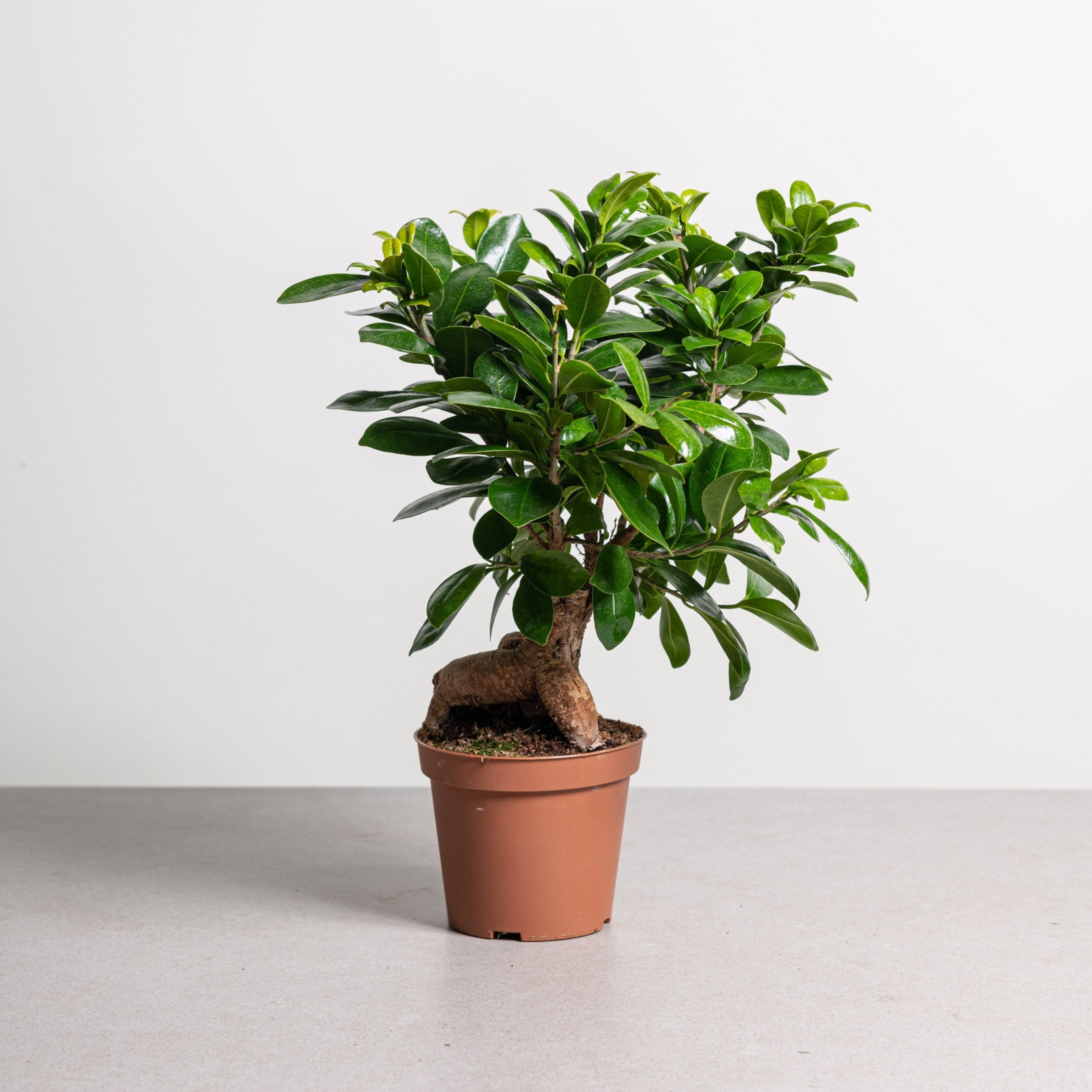 https://www.simegarden.com/cdn/shop/products/simegarden-bonsai-ginseng-48956841722189.jpg?v=1680602230