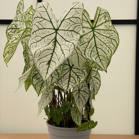 Simegarden Caladium bianco