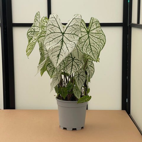 Simegarden Caladium bianco