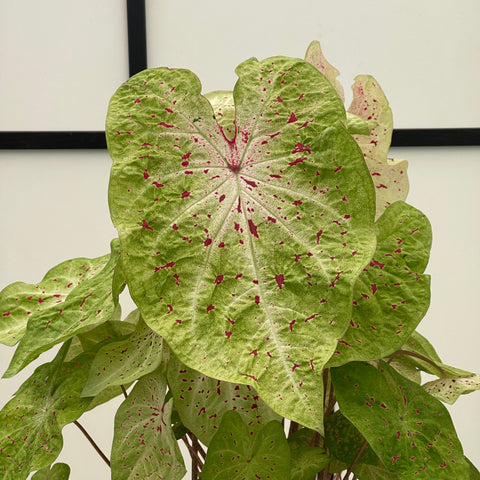 Simegarden Caladium gingerland