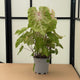 Simegarden Caladium gingerland