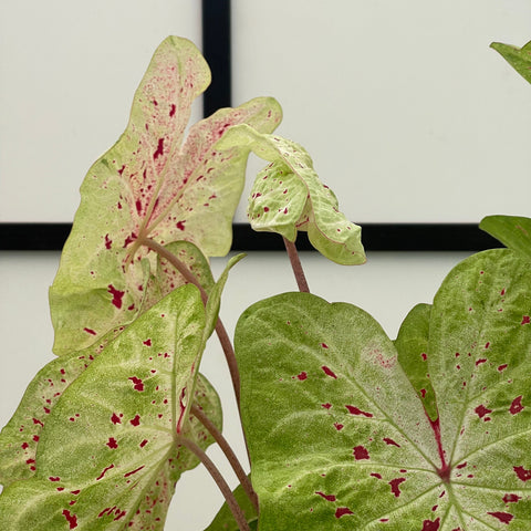 Simegarden Caladium gingerland