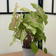 Simegarden Caladium gingerland