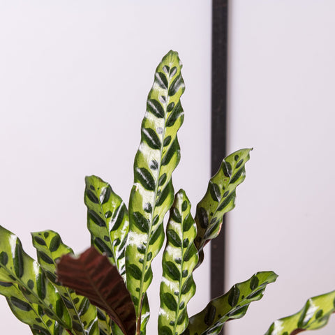 simegarden Calathea lancifolia