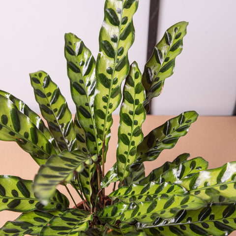 simegarden Calathea lancifolia