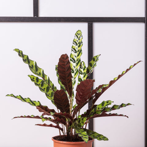 simegarden Calathea lancifolia