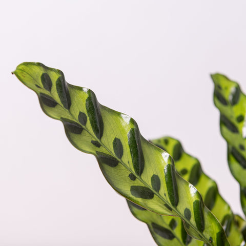 simegarden Calathea lancifolia