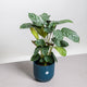 Simegarden Ctenanthe 14 cm