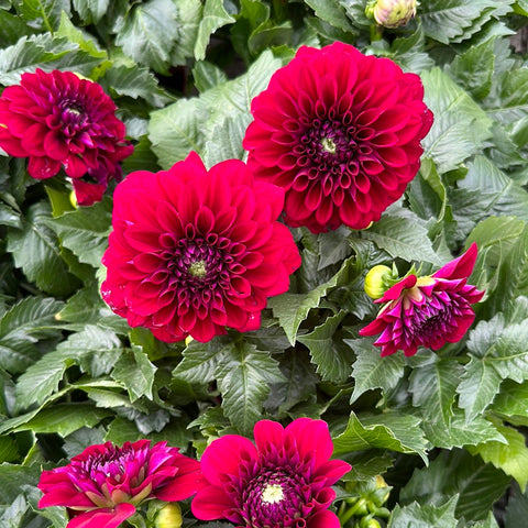 Simegarden Dahlia rossa