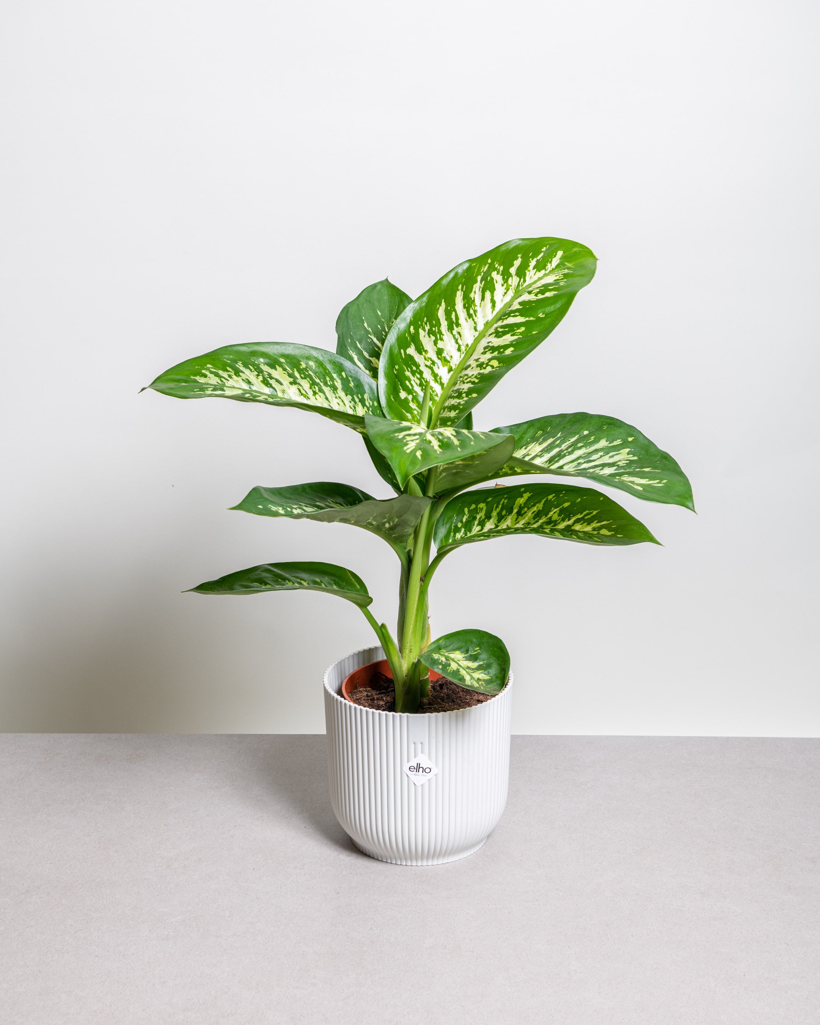 Dieffenbachia tropic snow grande