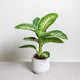 Simegarden Dieffenbachia tropic snow grande 19cm