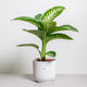 Simegarden Dieffenbachia tropic snow grande 19cm