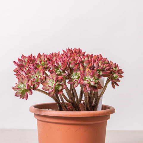 Simegarden Echeveria devotion pulvinata