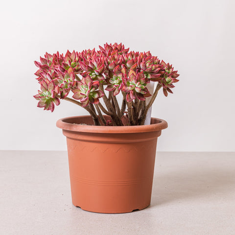 Simegarden Echeveria devotion pulvinata