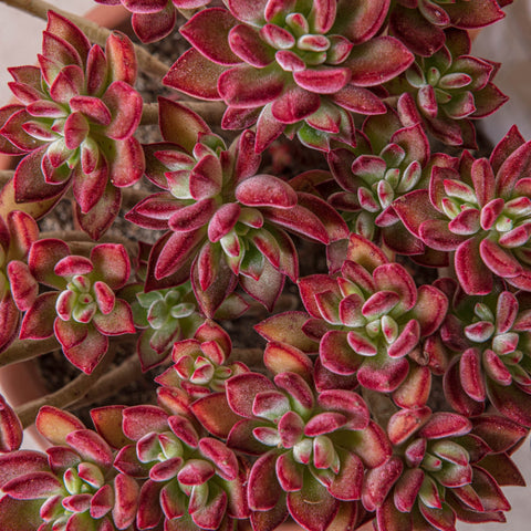 Simegarden Echeveria devotion pulvinata