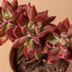 Simegarden Echeveria pulvinata devotion