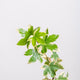 Simegarden Fatshedera lizei variegata 14 cm / 45+ cm