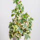 Simegarden Fatshedera lizei variegata 14 cm / 45+ cm