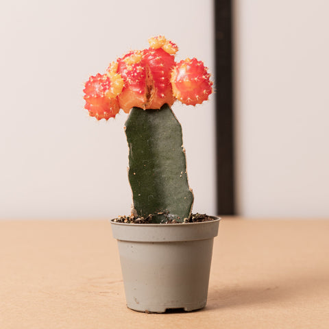 Simegarden Gymnocalycium mihanovichii orange