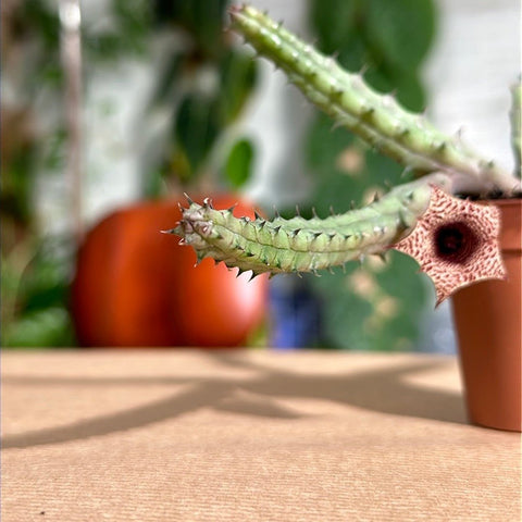 Simegarden Huernia hislopii baby pianta succulenta