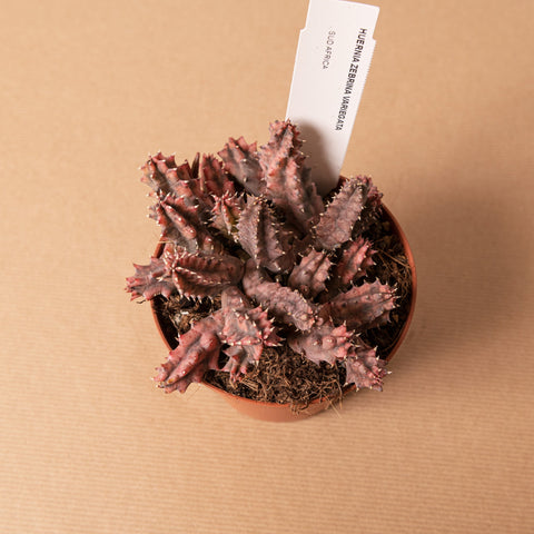 Simegarden Huernia zebrina variegata