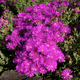 Simegarden Lampranthus