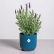 Simegarden Lavanda stoechas 17 cm