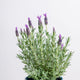 Simegarden Lavanda stoechas 17 cm