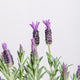 Simegarden Lavanda stoechas 17 cm