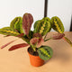 Simegarden Maranta leuconeura fascinator 12cm / Circa 25+ cm