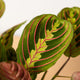 Simegarden Maranta leuconeura fascinator 12cm / Circa 25+ cm