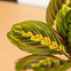 Simegarden Maranta leuconeura fascinator 12cm / Circa 25+ cm