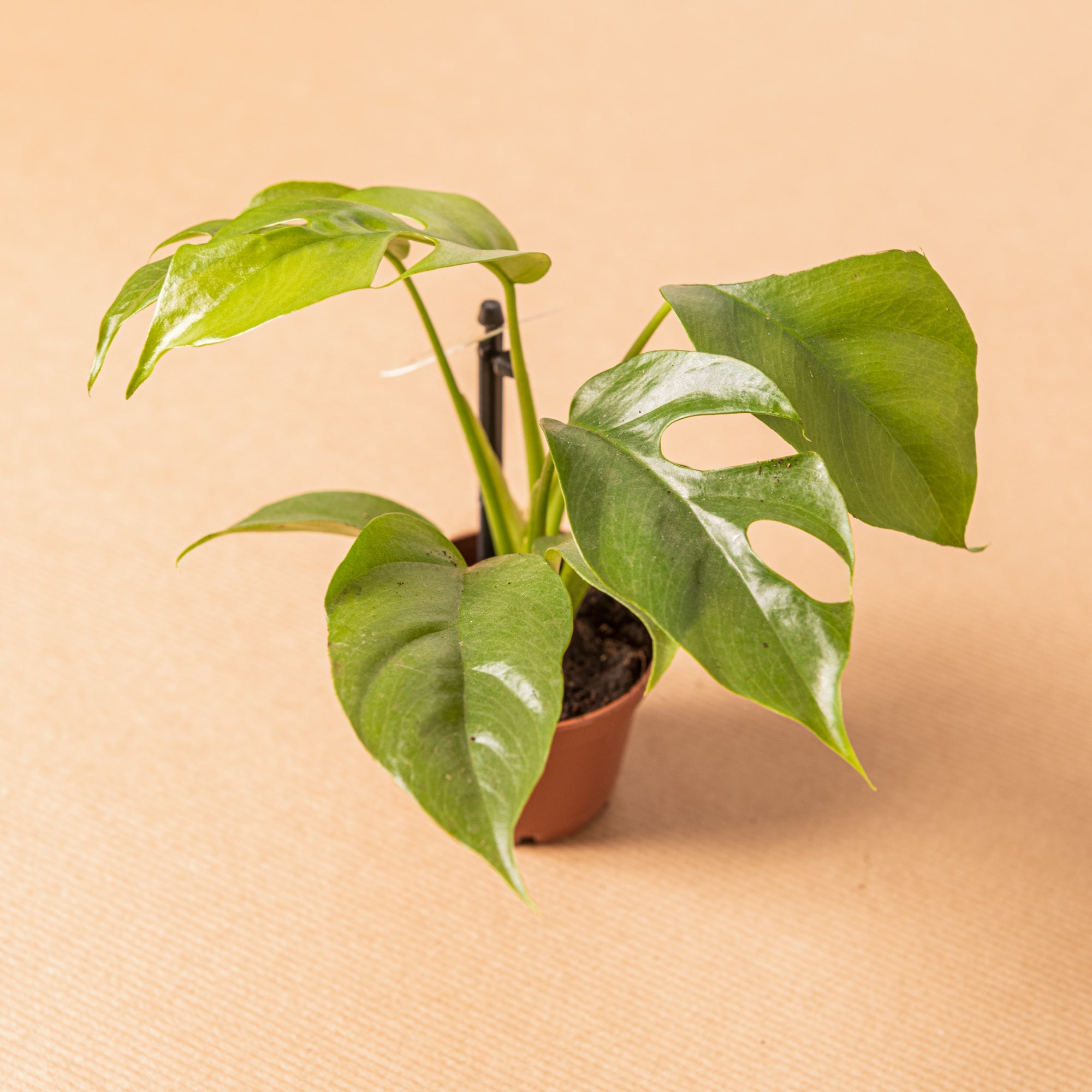 Monstera minima – Simegarden