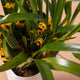 Simegarden Orchidea Maxillaria 9 cm