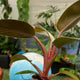 Simegarden Philodendron imperial red baby 6cm