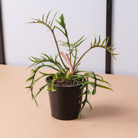 Simegarden Philodendron tortum 12 cm