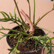 Simegarden Philodendron tortum 12 cm