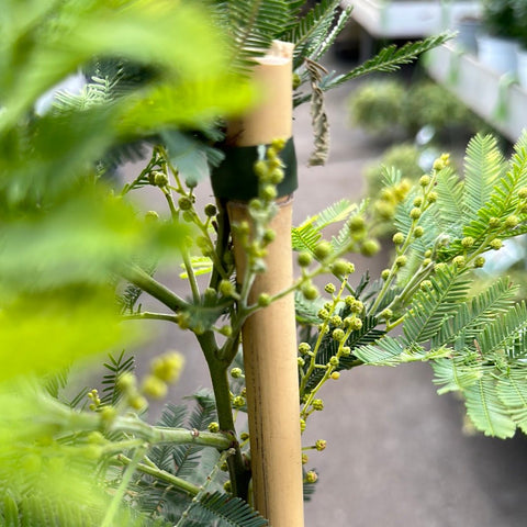 Simegarden Pianta mimosa
