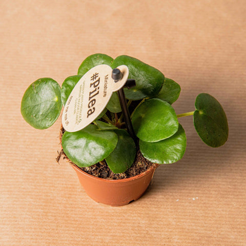 Simegarden Pilea peperomioides baby 5.5cm