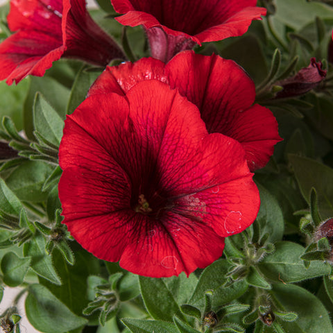 Simegarden Potunia rossa 15 cm