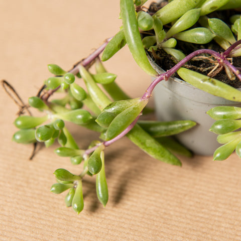 Simegarden Senecio herreianus baby 6 cm